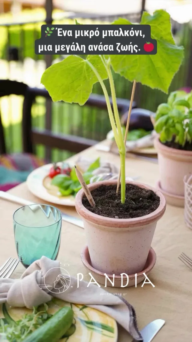 🇬🇷 🌿 Μια μικρή πράσινη όαση μέσα στην πόλη… κι όμως σφύζει από ζωή! 🍅🌸 Τα βότανα ξεχειλίζουν από τις γλάστρες, οι ντομάτες κοκκινίζουν στον ήλιο και οι επικονιαστές χορεύουν από άνθος σε άνθος.

Με λίγη φροντίδα και αρκετό νερό, ακόμη κι ένα μικρό μπαλκόνι μπορεί να γίνει καταφύγιο για τη φύση. Αυτό το καλοκαίρι, μαζεύουμε τους καρπούς του κήπου μας και στρώνουμε το τραπέζι για ανέμελες, ηλιόλουστες στιγμές – φρέσκες, απλές, μοιρασμένες. 🌱☀️🍽️
💛💛 Θα βρείτε τα φυτεύσιμα μολύβια μας στο www.pandia-shop.gr

🇬🇧🌿 A small green oasis in the heart of the city… bursting with life! 🍅🌸 Herbs overflow from pots, tomatoes blush in the sun, and pollinators dance from flower to flower.

With a little care and enough water, even the tiniest balcony can become a haven for nature. This summer, we’re harvesting the gifts of our garden and setting the table for sunlit, carefree moments – fresh, simple, and shared. 🌱☀️🍽️
💛💛 Find our plantable pencils at www.pandia-shop.gr
.
.
.
.
.
.
#SproutPencil #PlantYourIdeas #VeganGifts #GreenChoices #summer #PandiaShop #greece #nature #greecestagram #ig #zerowastegreece #ecolivinggreece #ecogreece #minimalliving #Ecogreen #ecoliving #slowliving